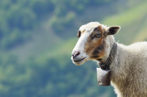 Porträt eines Bergschafs mit einer Glocke um den Hals.