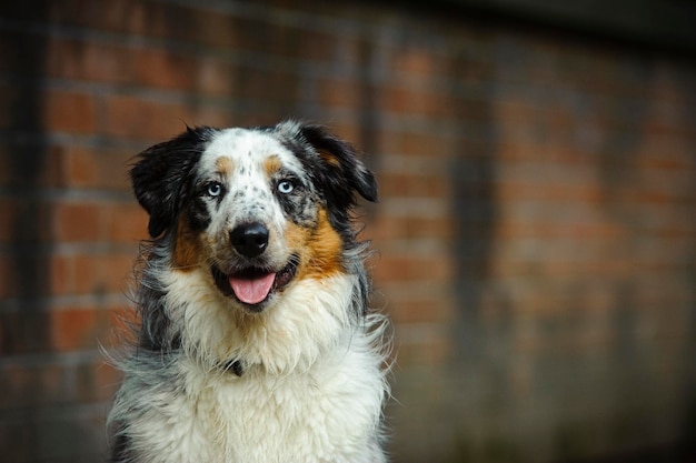 Porträt eines Berner Berghundes