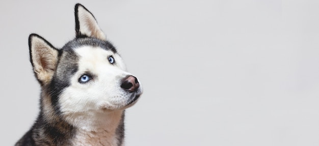 Porträt eines blau lächelnden schönen lächelnden Siberian Husky-Hundes lokalisiert auf grauem Hintergrund mit Kopienraum