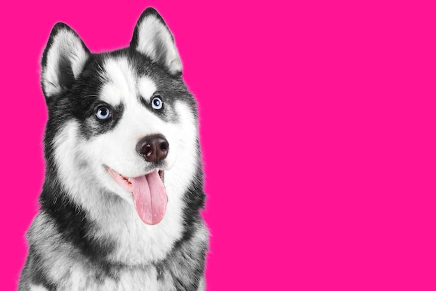 Porträt eines blauäugigen, schönen, lächelnden Siberian Husky-Hundes mit herausgestreckter Zunge, isoliert auf rosafarbenem Kunststoffhintergrund mit Kopierraum