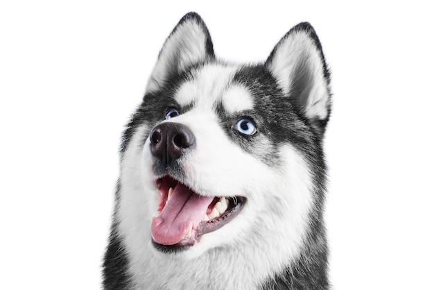 Porträt eines blauäugigen, schönen, lächelnden Siberian Husky-Hundes mit herausgestreckter Zunge, isoliert auf weißem Hintergrund