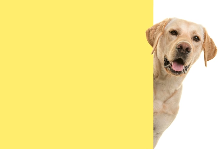 Foto porträt eines blonden labrador-retriever-hundes, der um die ecke eines gelben leeren brettes mit platz für kopien schaut