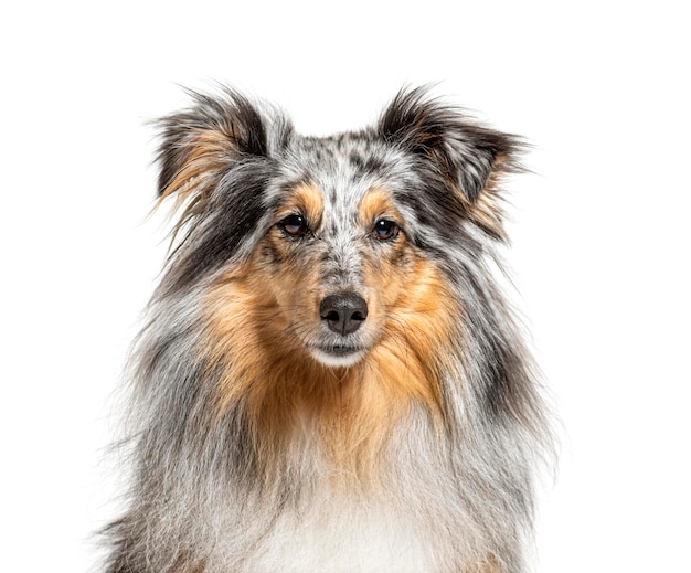 Porträt eines Blue merle Sheltie isoliert