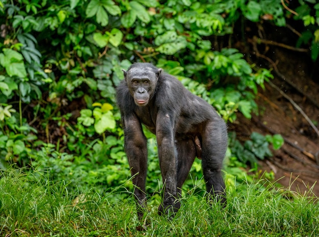 Porträt eines Bonobo in der Natur