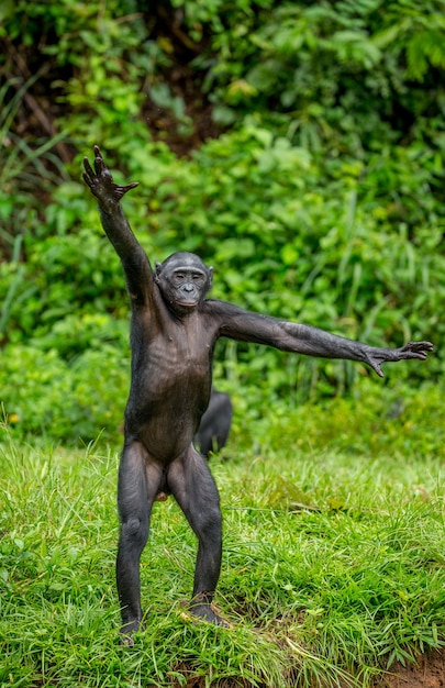 Porträt eines Bonobos in der Natur