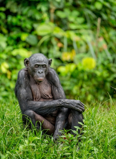 Porträt eines Bonobos in der Natur