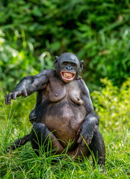 Porträt eines Bonobos in der Natur