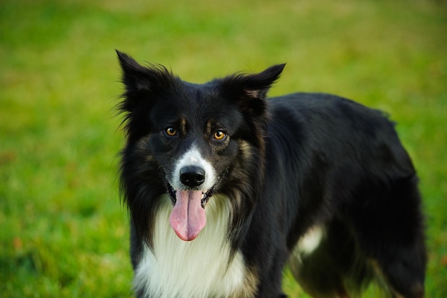 Porträt eines Border Collie, der auf dem Feld steht
