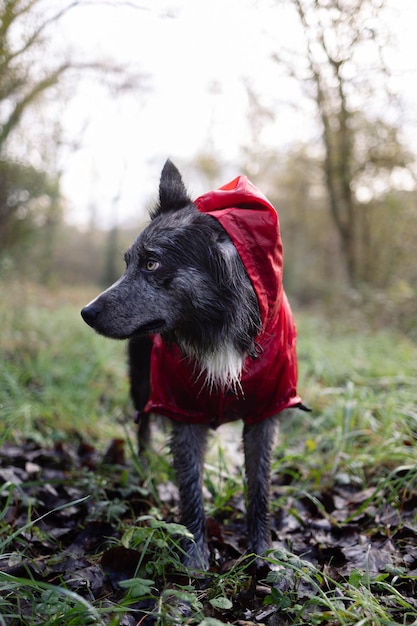 Porträt eines Border-Collie in Regenkleidung