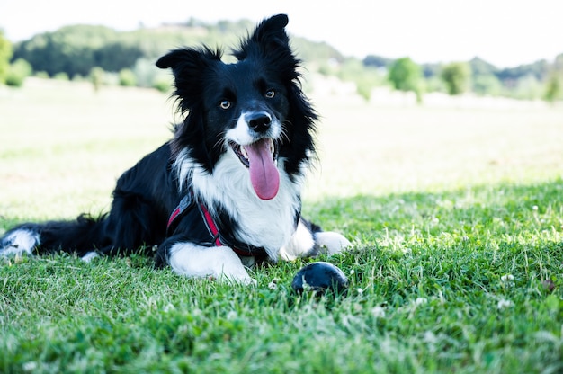 Porträt eines Border-Collie-Welpen, der im Park mit einem Ball daneben liegt.