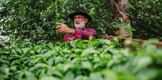 Porträt eines brasilianischen Bauern im Freizeithemd auf der Farm, der Kaffeesämlinge analysiert