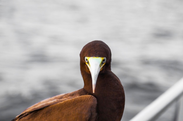 Porträt eines braunen Booby-Vogels Sula leucogaster, der auf einem Schiff im Ozean sitzt