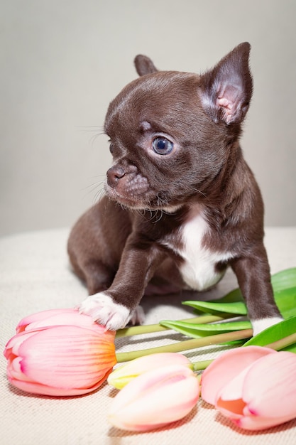 Porträt eines braunen Chihuahua-Welpen mit Tulpen