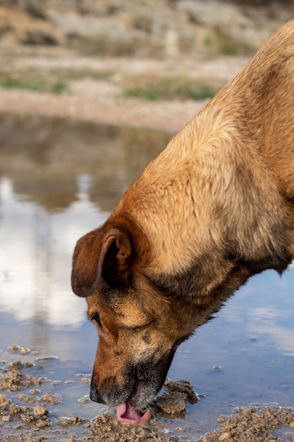 Porträt eines braunen Hundes Trinkwasser in einer Pfütze