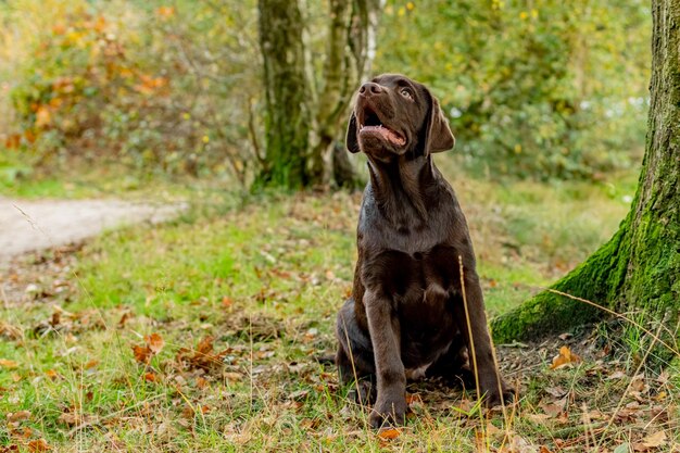 Foto porträt eines braunen labradors, der neben einem baum im wald aufblickt