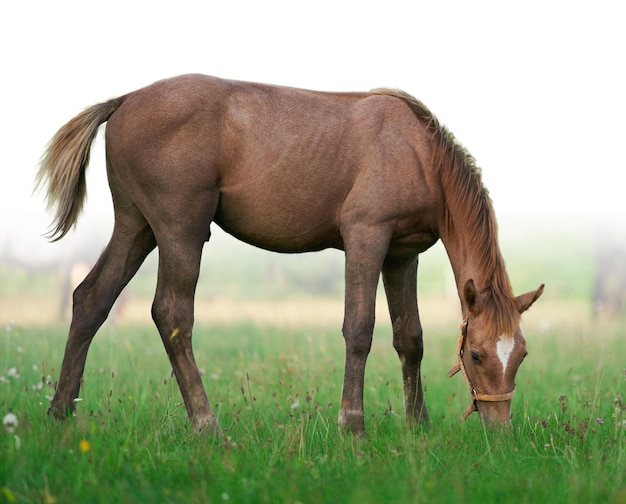 Porträt eines braunen Pferdes Nahaufnahme Porträt eines braunen Fohlens, das in der Natur weidet