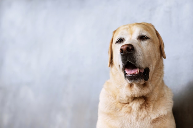 Porträt eines braunen und weißen Basenji-Hundes, der weiße Ohrhörer trägt