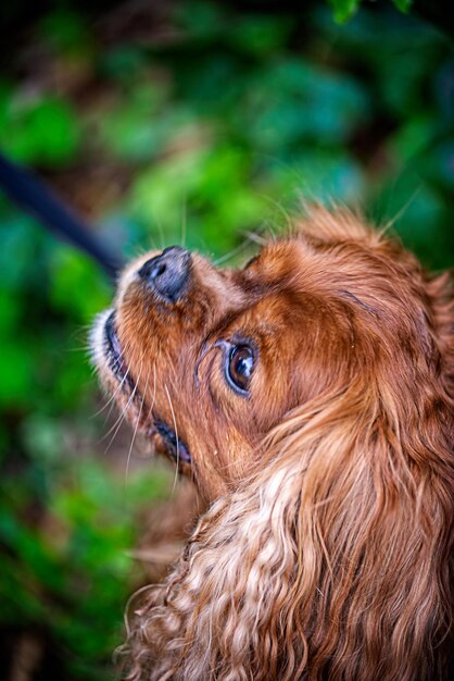 Porträt eines Cavalier-King-Charles-Spaniel-Hundes