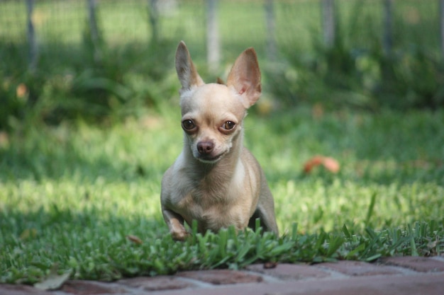 Porträt eines Chihuahua auf einem grasbewachsenen Feld