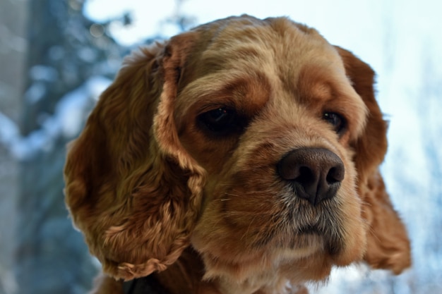 Porträt eines Cocker Spaniel-Hundes zu Hause