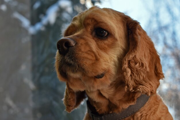 Porträt eines Cocker Spaniel-Hundes zu Hause