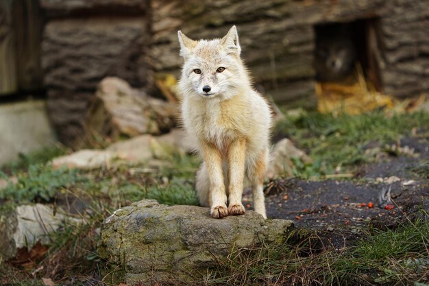 Foto porträt eines corsac-fuchs im zoo