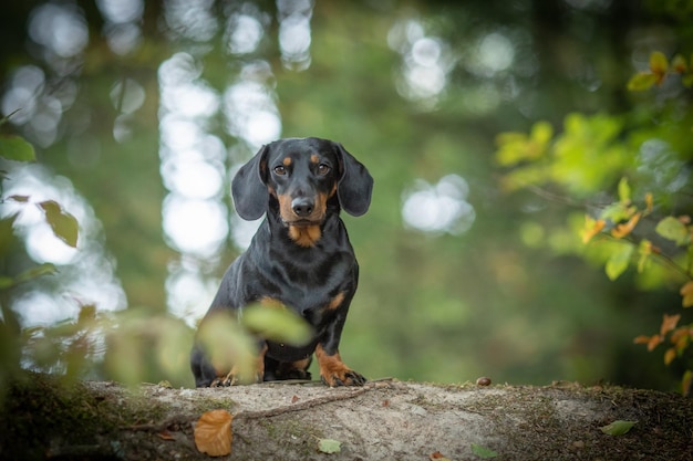 Porträt eines Dachshunds auf einem gefallenen Baum