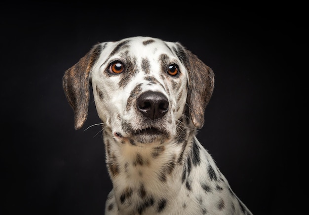 Porträt eines dalmatinischen Hundes auf einem isolierten schwarzen Hintergrund Aufnahme in einem Studio mit gepulstem Licht