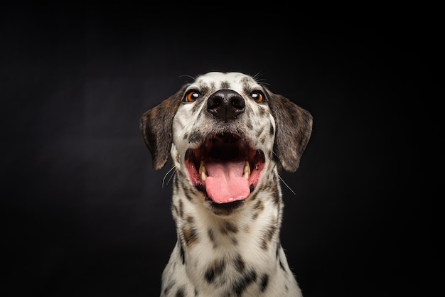 Porträt eines dalmatinischen Hundes auf einem isolierten schwarzen Hintergrund Aufnahme in einem Studio mit gepulstem Licht