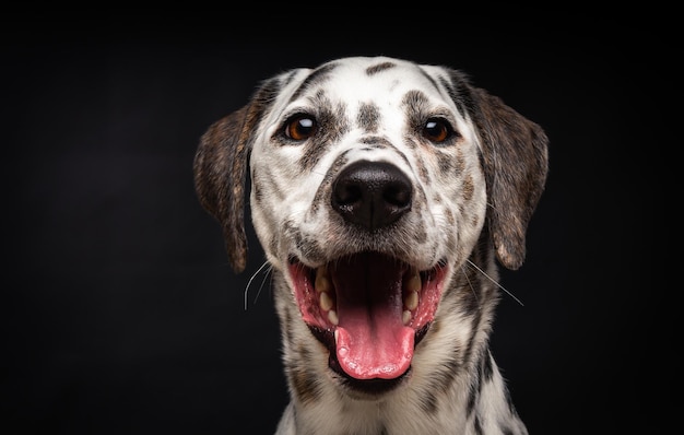 Porträt eines dalmatinischen Hundes auf einem isolierten schwarzen Hintergrund