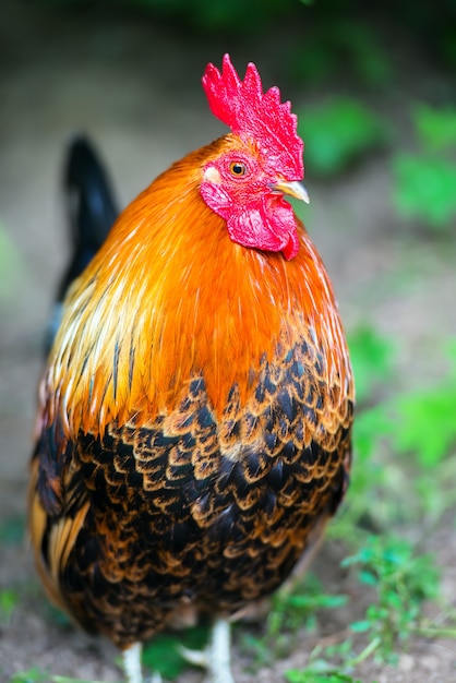 Porträt eines dekorativen Hahns auf dem Bauernhof