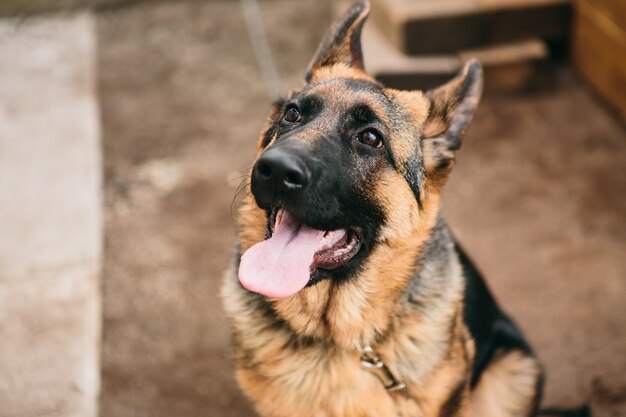 Porträt eines deutschen Schäferhundes draußen