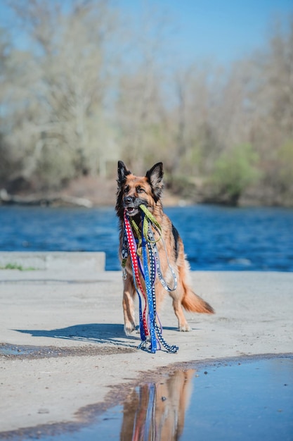 Porträt eines Deutschen Schäferhundes. Hund hält Leinen im Mund. Reinrassiger Hund.