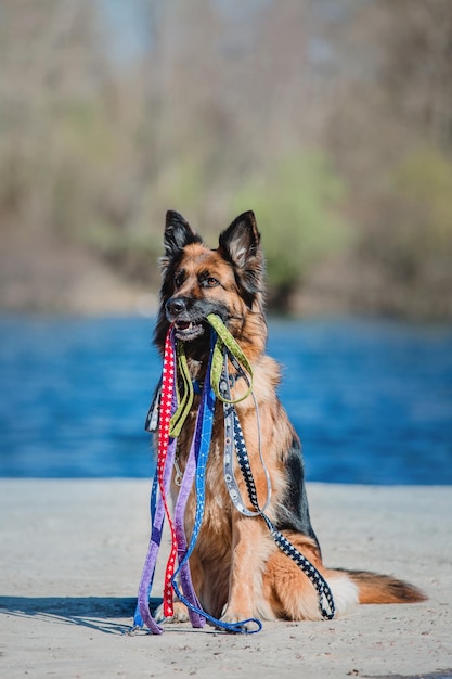 Porträt eines Deutschen Schäferhundes. Hund hält Leinen im Mund. Reinrassiger Hund.