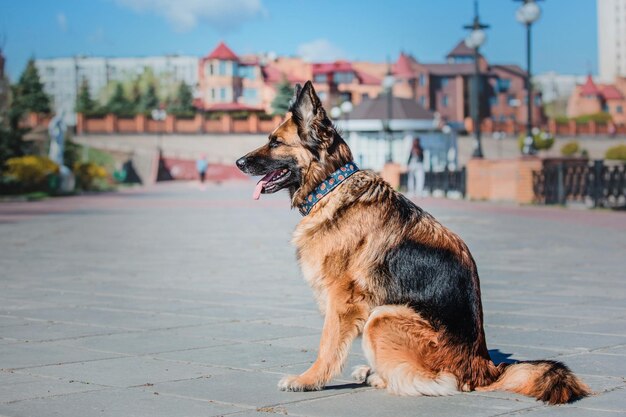 Porträt eines Deutschen Schäferhundes. Hund im Freien. Reinrassiger Hund.