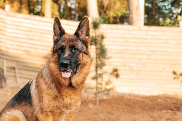 Porträt eines Deutschen Schäferhundes in einem Park. Reinrassiger Hund.