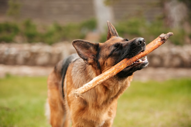 Porträt eines deutschen Schäferhundes mit einem Stock im Mund. Reinrassiger Hund.