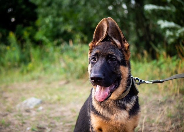 Foto porträt eines deutschen schäferhundwelpen