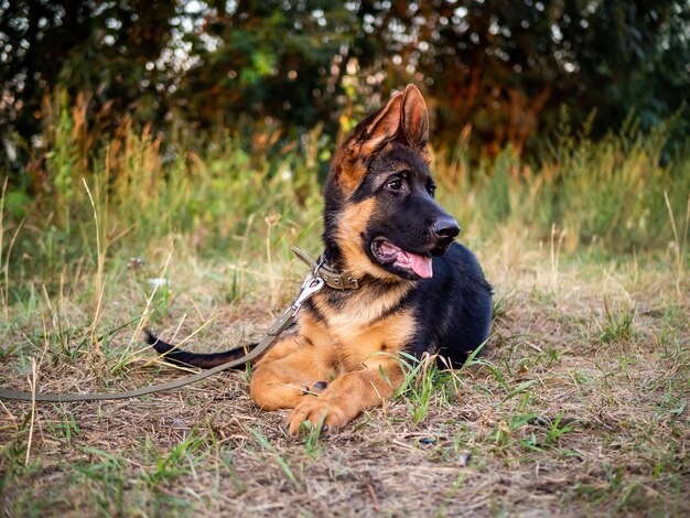 Foto porträt eines deutschen schäferhundwelpen