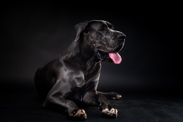 Porträt eines Dogge-Hundes auf einem isolierten schwarzen Hintergrund. Aufnahme im Studio in einem dunklen Schlüssel