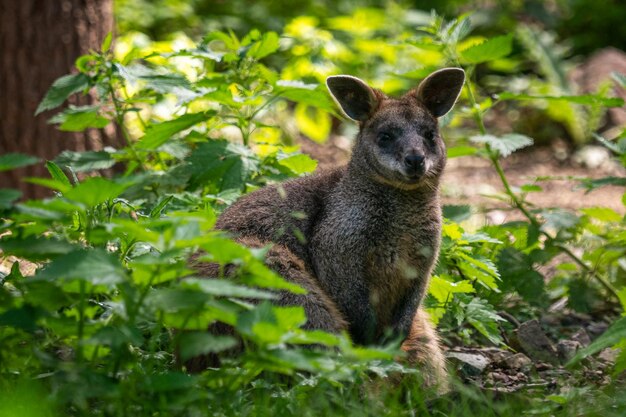 Foto porträt eines eichhörnchens auf einem baum im wald