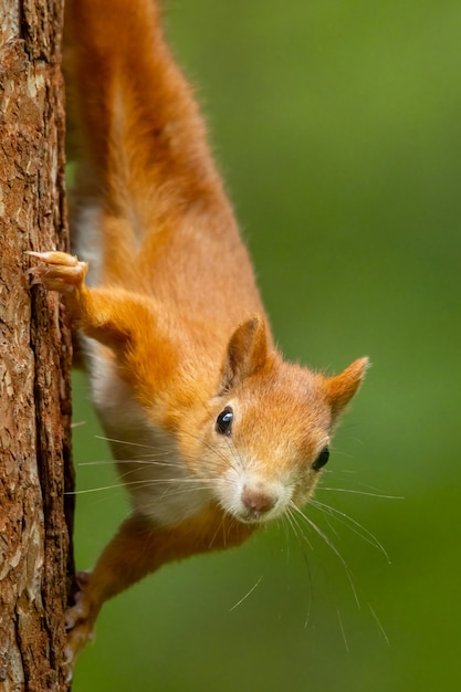 Foto porträt eines eichhörnchens im wald