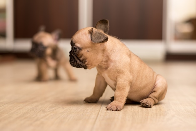 Porträt eines einen Monat alten Welpe der französischen Bulldogge. Netter kleiner Welpe.