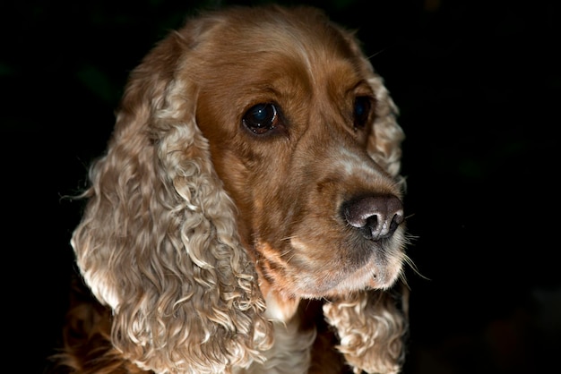 Porträt eines englischen Cockerspaniel-Hundes