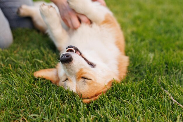 Porträt eines entzückenden, glücklich lächelnden Hundes der Corgi-Rasse Geliebtes Haustier im schönen Zuhause