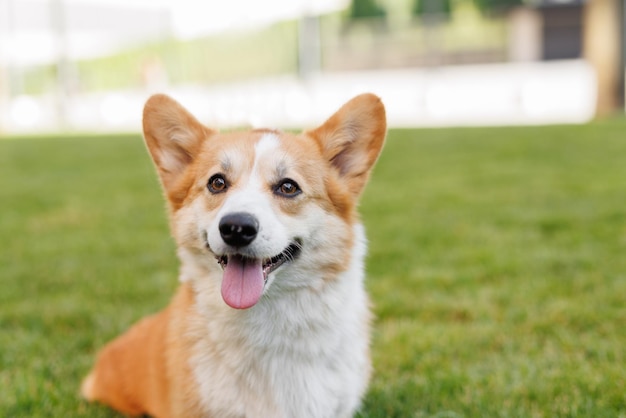 Porträt eines entzückenden, glücklichen Hundes der Corgi-Rasse im Park auf dem grünen Gras bei Sonnenuntergang