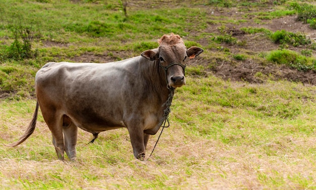 Porträt eines erwachsenen Kalbes auf dem Feld Nahaufnahme eines grauen Stiers im Gras mit Kopierraum