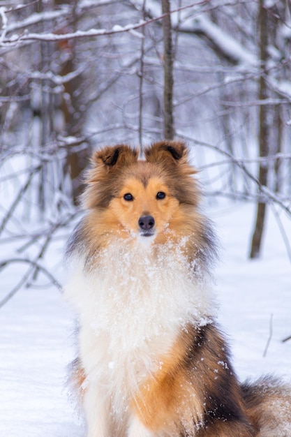 Porträt eines flauschigen roten Sheltie im Winterwald