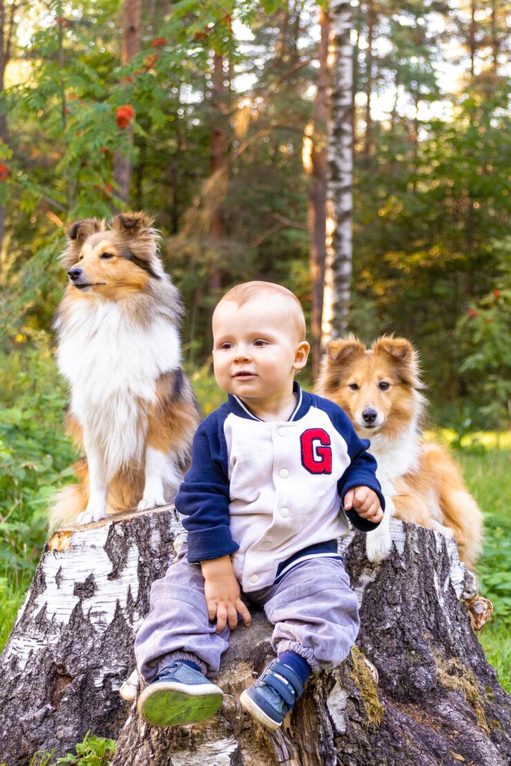 Porträt eines flauschigen roten Sheltie