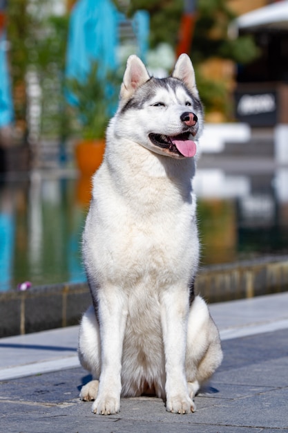 Porträt eines flauschigen Siberian Husky